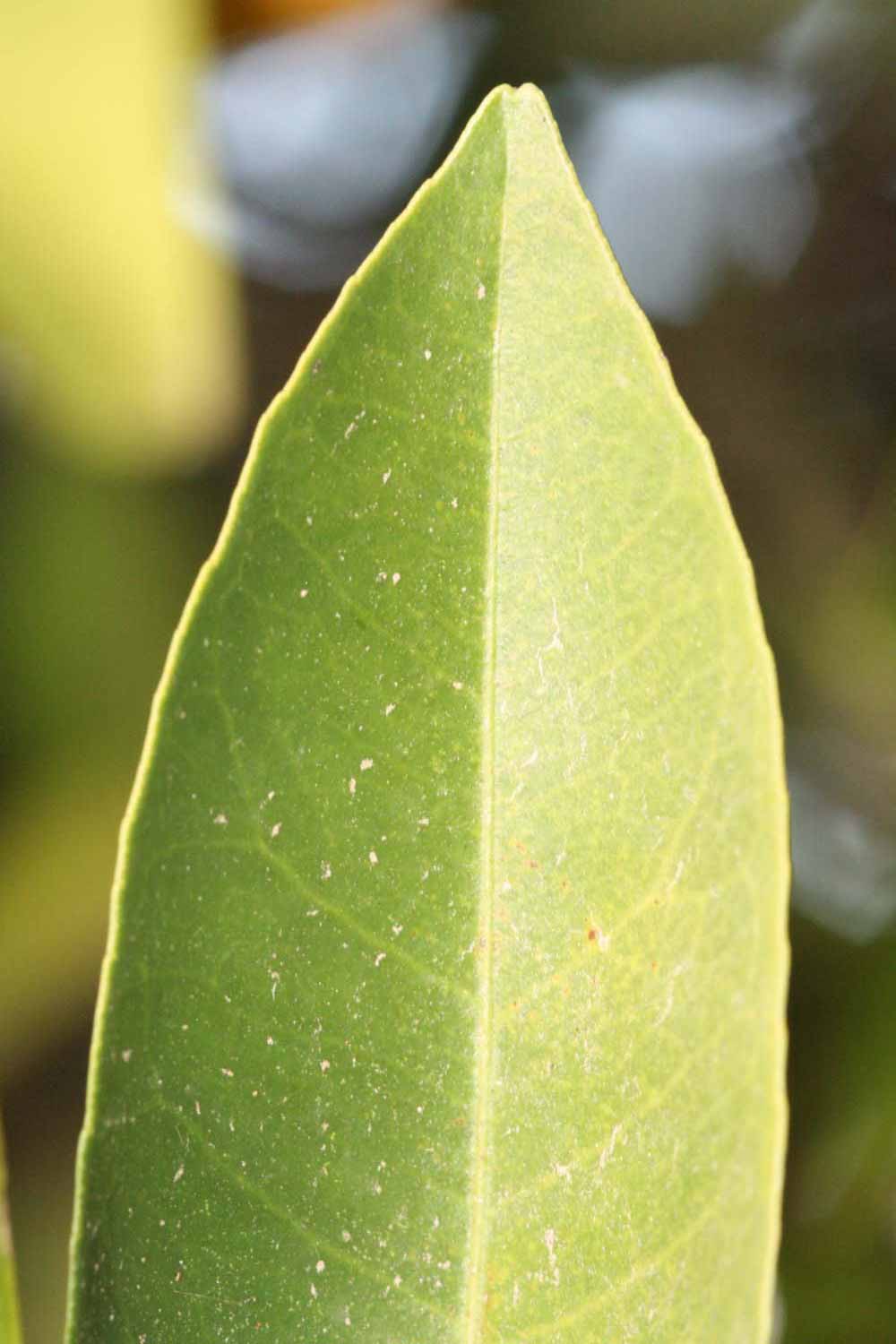              Margin (Riverside, CA)       